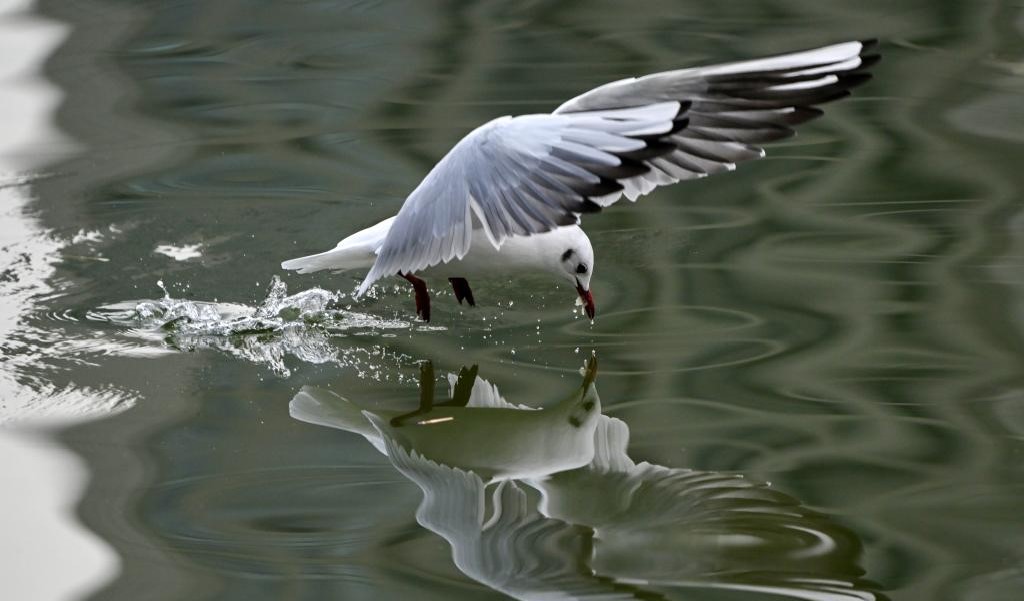 春日和暖 海鸥翔集(图2)