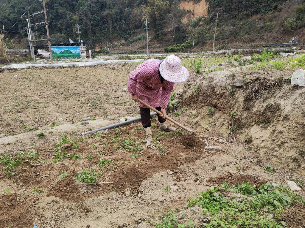春意萌动百坭村(图1)