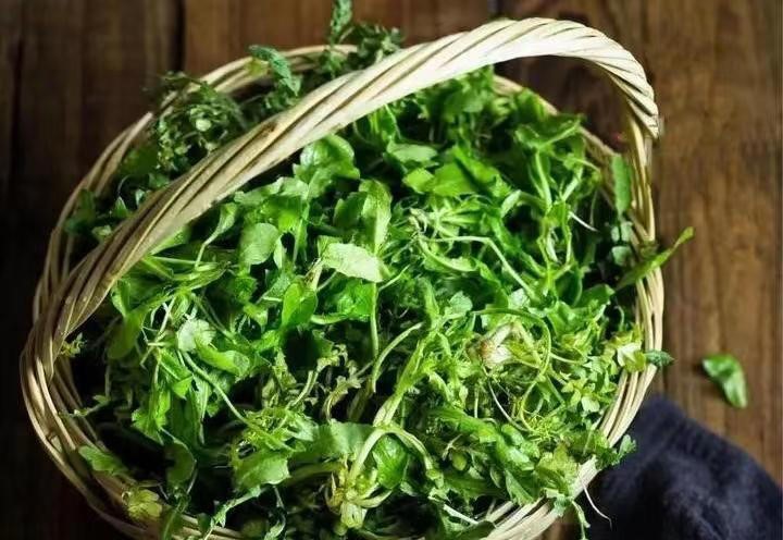 春天吃荠菜禁忌多，老人说“荠菜4不吃，吃了难安康”，有啥讲究(图1)