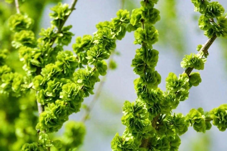 清明前后抓紧吃这菜！鲜过韭菜，错过等一年(图1)