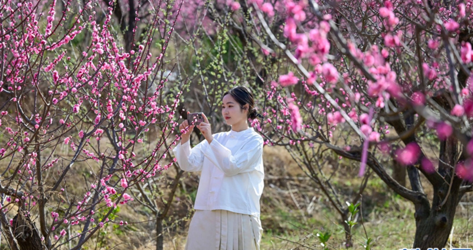 河南嵩县：春色满湖城(图1)