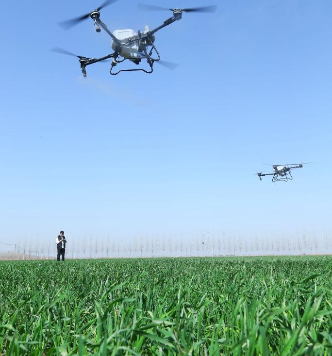 山东即墨：麦田春管忙(图2)