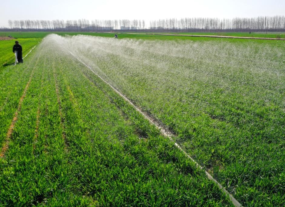 山东即墨：麦田春管忙(图1)