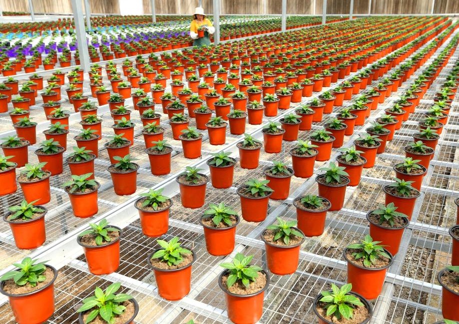 “花卉经济”赋能乡村振兴(图1)