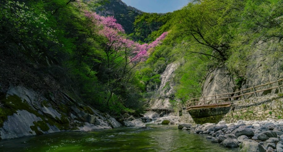 万亩紫荆盛开(图2)