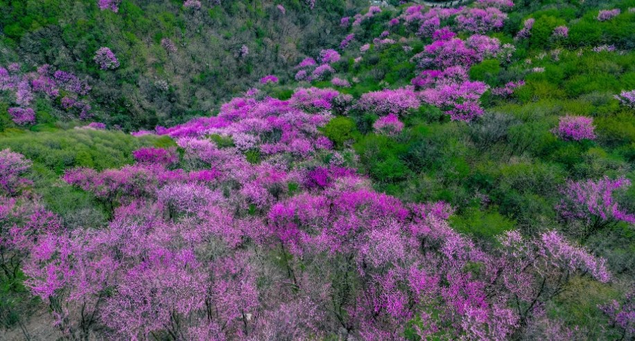 万亩紫荆盛开(图1)