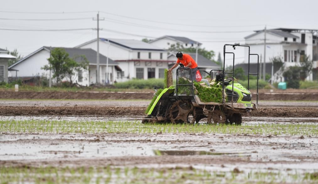 无人驾驶插秧机助力春耕生产(图2)