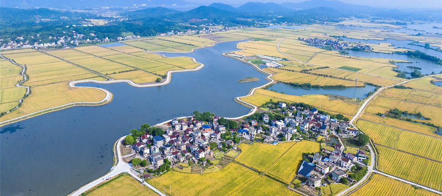 风吹麦浪 “丰”景如画(图1)
