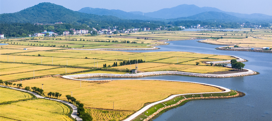 风吹麦浪 “丰”景如画(图3)