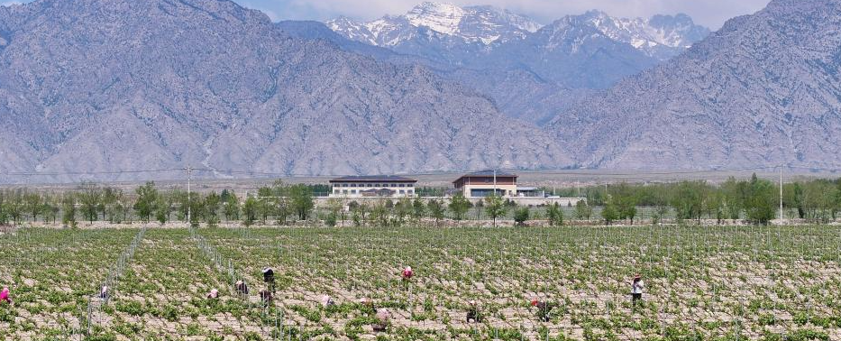 贺兰山下 酿酒葡萄管护忙(图1)