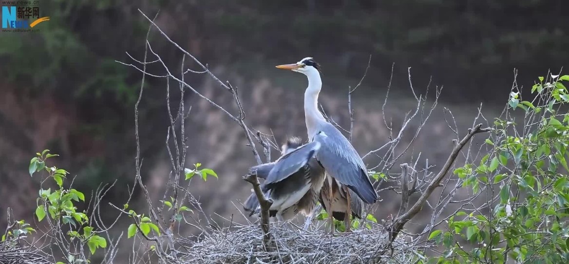 苍鹭母子的“亲子时刻”(图1)