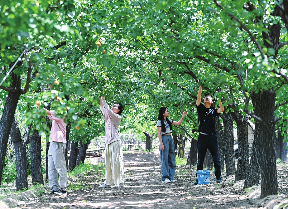 又是一年杏子黄(图1)