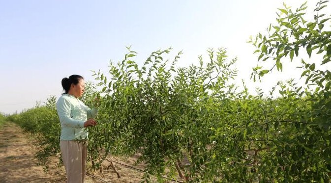 见证荒漠变绿洲的荣光