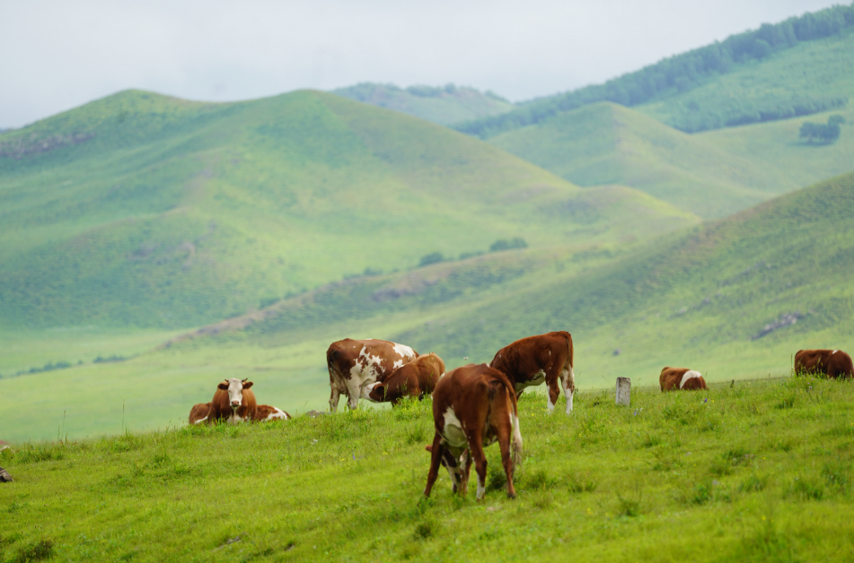 草原红白食：乌兰毛都的共富引擎