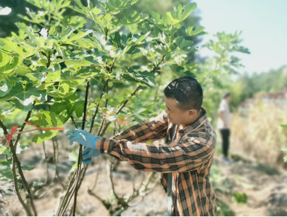 从荒地到“致富金山”！看这里的无花果如何“甜”满振兴路