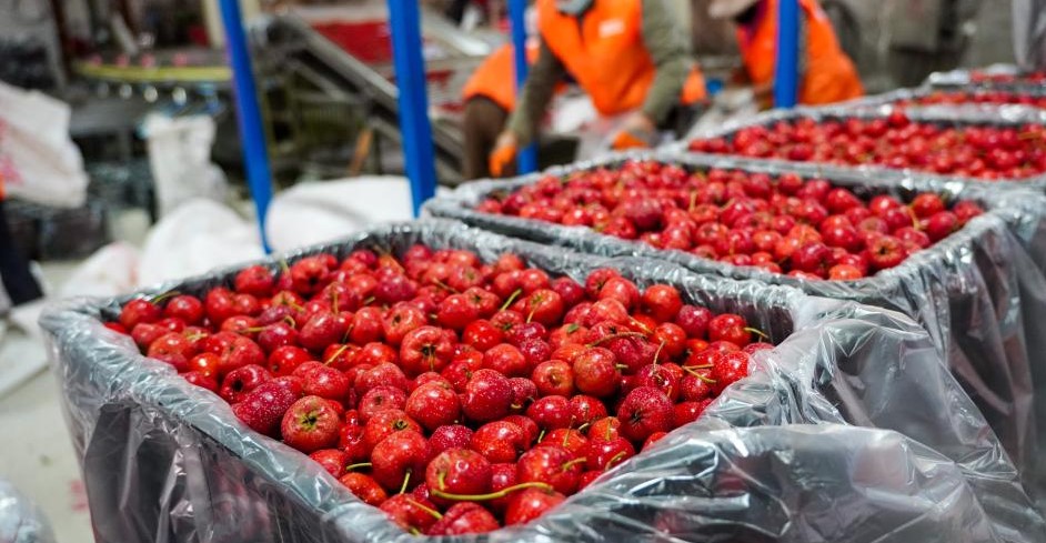 山楂成熟收获忙(图1)