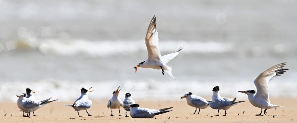“神话之鸟”来栖(图1)