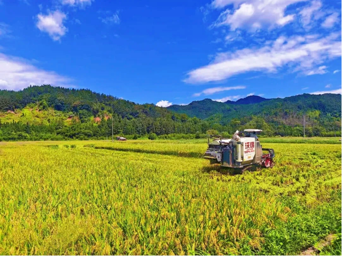 丰收节里看丰收！广信万亩中稻开镰丰收
