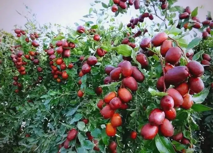 陕西延川红枣丰收(图1)