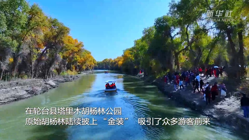 新疆轮台县胡杨林迎来最佳观赏季(图2)