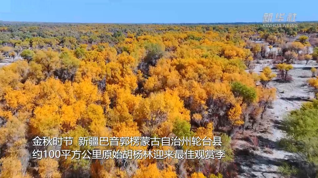 新疆轮台县胡杨林迎来最佳观赏季(图1)