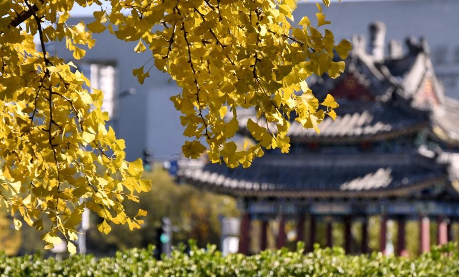 秋叶漫舞映京城(图1)