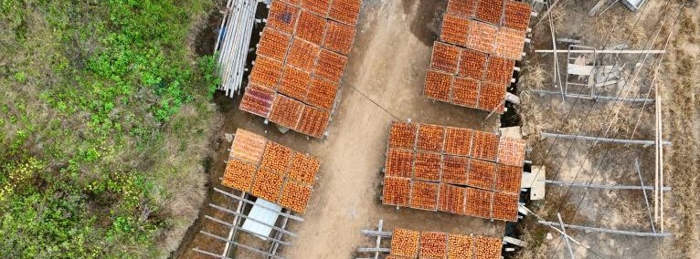 福建永泰：金秋送爽晒好“柿”(图1)