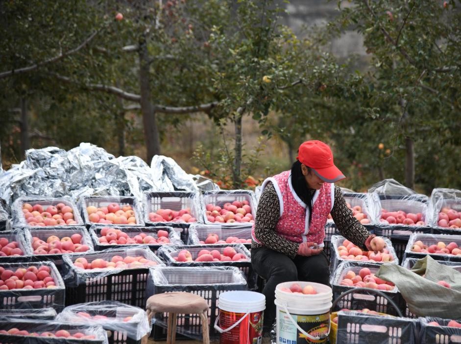 陕西榆林：发展苹果产业“造绿生金”(图1)