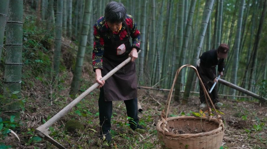 浙江上虞：采制黄精(图1)