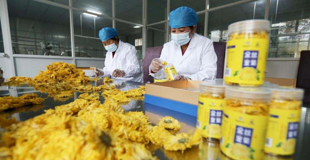 甘肃临洮：金丝皇菊采收加工忙(图1)