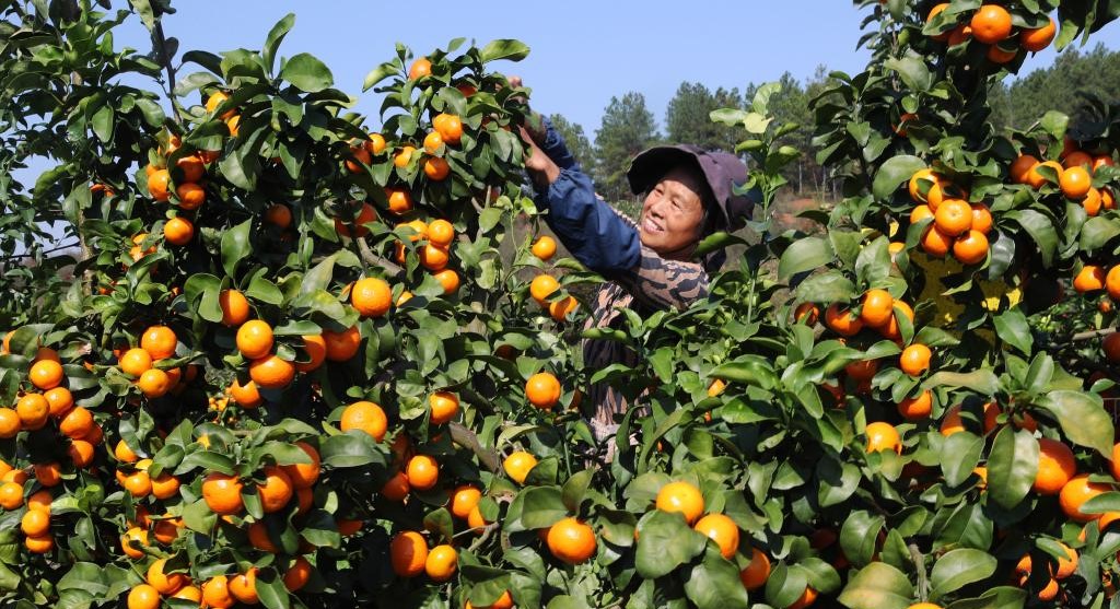 湖南衡阳：硕果盈枝采摘忙(图1)