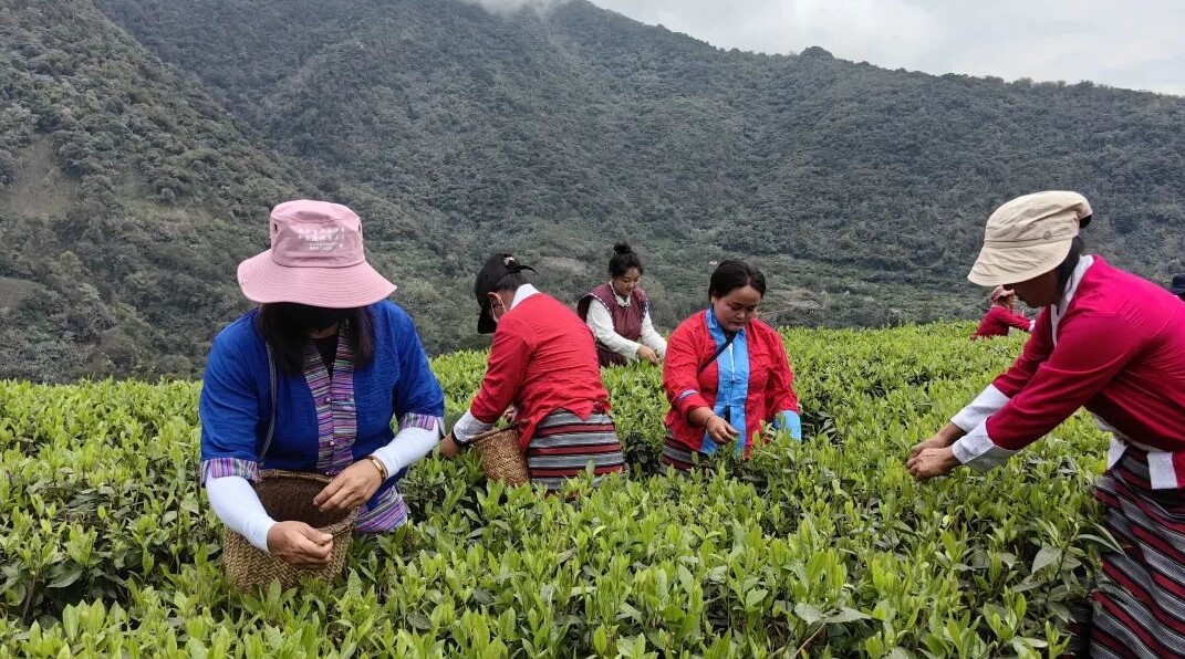 113000000元！墨脱真棒！(图1)