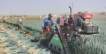 山西潞城云岩山大葱迎丰收 特色种植助力乡村振兴