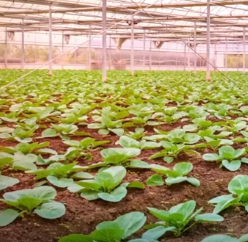 福建农业创新多点开花 数字化转型与生态农业齐头并进(图1)