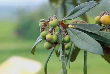 古琶茶香飘四方：非遗技艺助力乡村振兴
