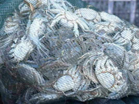 青海都兰产“沙漠蟹”远销沪苏粤(图1)