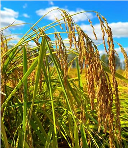 筑牢生态基底 哈尔滨打造多元“森林粮库”