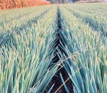 大同白羊口村大葱产业激活乡村振兴新动力(图1)