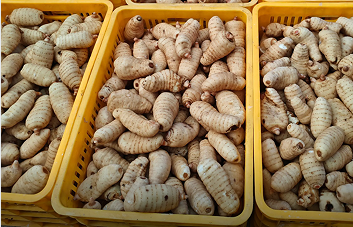 东西协作助力陇南天麻产业 特色资源开拓乡村振兴路