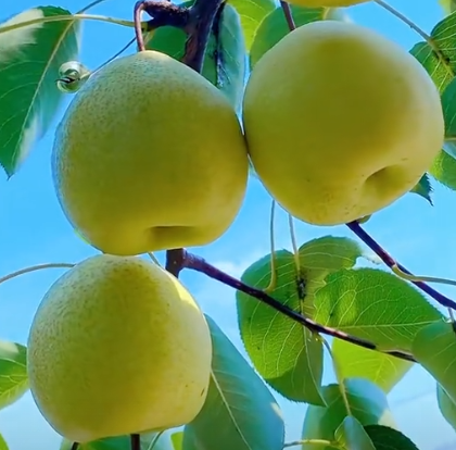 河北赵县鲜梨走俏海外 传统果业焕发新生机