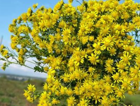 固始野菊花变身"致富花" 特色种植带动乡村增收