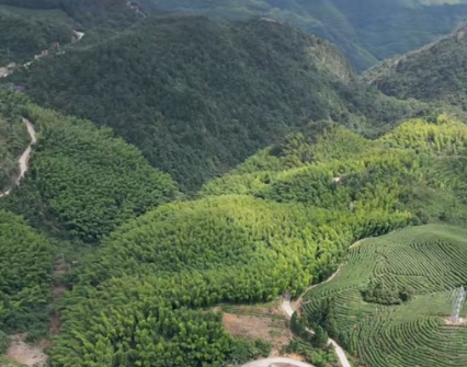 尤溪林场杉木良种采收忙 科技创新助力林业提质增效