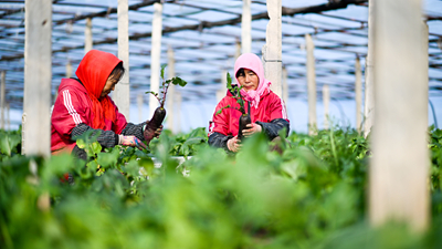 沙窝萝卜迎来丰收季(图1)