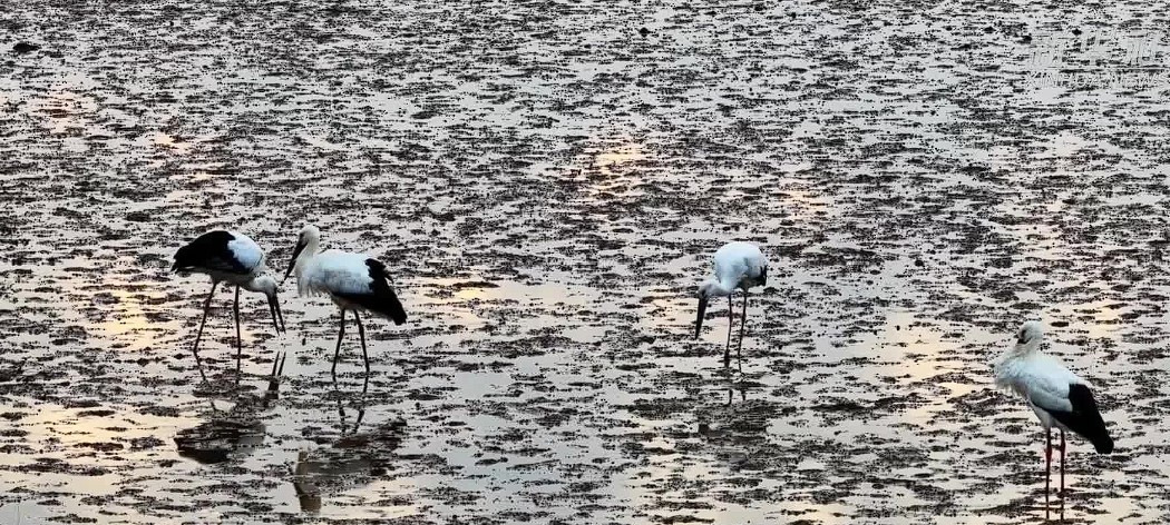 东方白鹳“大部队”飞抵鄱阳湖越冬(图1)