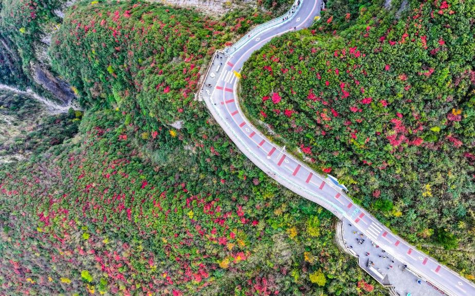 红叶扮靓长江巫峡(图1)