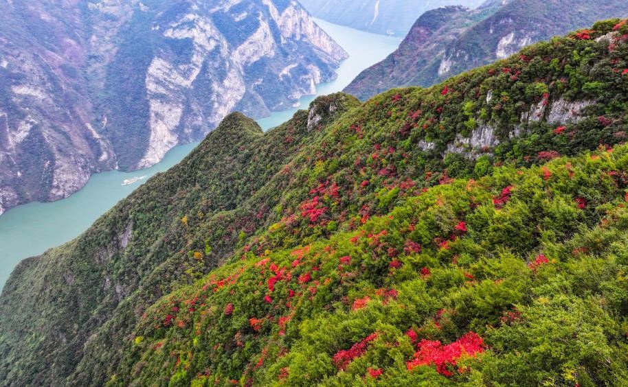 红叶扮靓长江巫峡(图2)