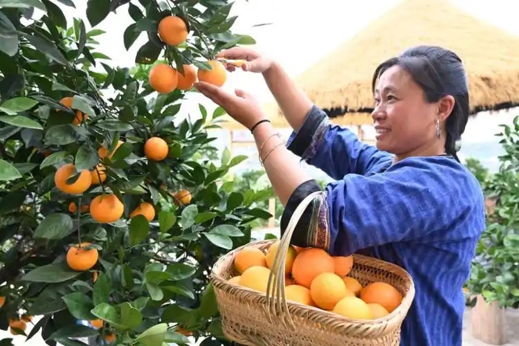 麻阳冰糖橙采摘季今日启幕(图1)