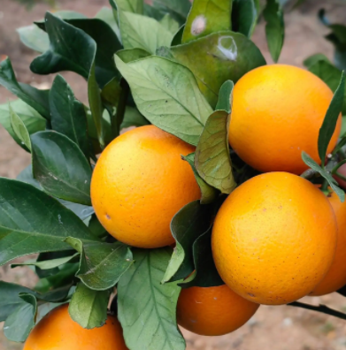 麻阳冰糖橙热销海外，架设跨国“甜蜜桥梁”