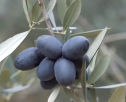 陇南油橄榄成“黄金果”，产业链延伸促农增收(图1)