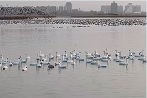 衡水湖现罕见候鸟共舞 印证生态改善成效